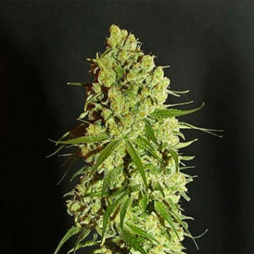 Cannatonic cannabis plants in bloom, grown from Regular seeds – ideal for home cultivation from Resin Seeds