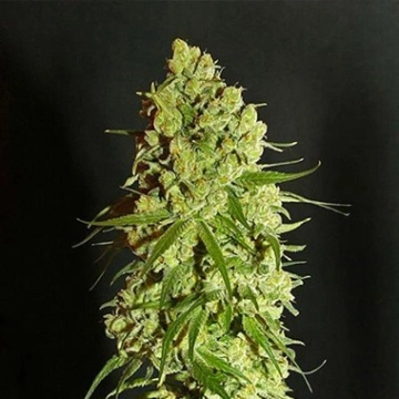 Cannatonic cannabis plants in bloom, grown from Regular seeds – ideal for home cultivation from Resin Seeds