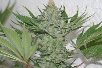 Critical Haze cannabis plants in bloom, grown from Feminised seeds – ideal for home cultivation from Resin Seeds