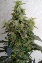 Dieseltonic cannabis plants in bloom, grown from Feminized seeds – ideal for home cultivation from Resin Seeds
