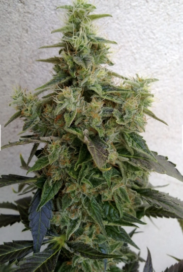 Dieseltonic cannabis plants in bloom, grown from Feminized seeds – ideal for home cultivation from Resin Seeds