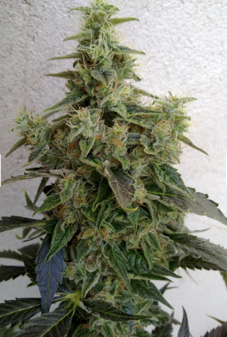 Dieseltonic – Resin Seeds – Feminized