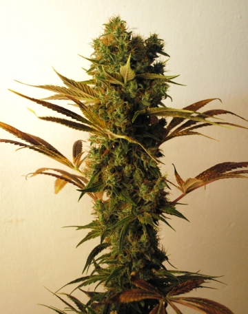 Hammer Shark cannabis plants in bloom, grown from Feminized seeds – ideal for home cultivation from Resin Seeds