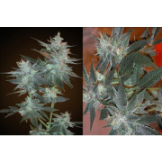 L.A. Ultra cannabis plants in bloom, grown from Feminised seeds – ideal for home cultivation from Resin Seeds