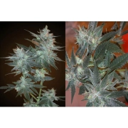 L.A. Ultra cannabis plants in bloom, grown from Feminized seeds – ideal for home cultivation from Resin Seeds