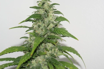 Yummy cannabis plants in bloom, grown from Feminized seeds – ideal for home cultivation from Resin Seeds