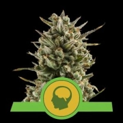 Amnesia Haze Automatic cannabis plants in bloom, grown from Automatic seeds – ideal for home cultivation from Royal Queen Seeds