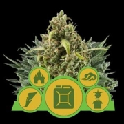 Auto Outdoor Mix cannabis plants in bloom, grown from Automatic seeds – ideal for home cultivation from Royal Queen Seeds