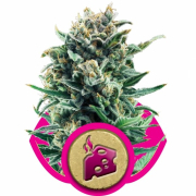 Blue Cheese
