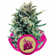 Blue Cheese cannabis plants in bloom, grown from Feminized seeds – ideal for home cultivation from Royal Queen Seeds