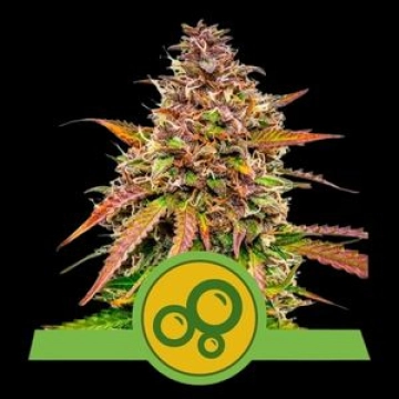 Bubble Kush Auto cannabis plants in bloom, grown from Automatic seeds – ideal for home cultivation from Royal Queen Seeds