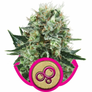Bubble Kush cannabis plants in bloom, grown from Feminised seeds – ideal for home cultivation from Royal Queen Seeds