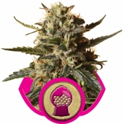 Bubblegum XL cannabis plants in bloom, grown from Feminized seeds – ideal for home cultivation from Royal Queen Seeds