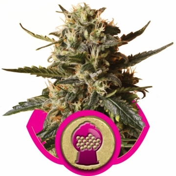 Bubblegum XL cannabis plants in bloom, grown from Feminized seeds – ideal for home cultivation from Royal Queen Seeds