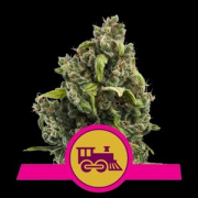 Candy Kush Fast Version cannabis plants in bloom, grown from Feminised seeds – ideal for home cultivation from Royal Queen Seeds