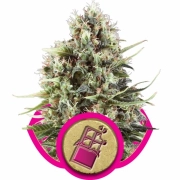 Chocolate Haze cannabis plants in bloom, grown from Feminized seeds – ideal for home cultivation from Royal Queen Seeds