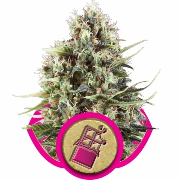 Chocolate Haze cannabis plants in bloom, grown from Feminized seeds – ideal for home cultivation from Royal Queen Seeds