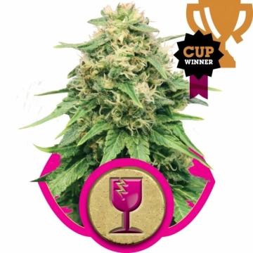 Critical cannabis plants in bloom, grown from Feminized seeds – ideal for home cultivation from Royal Queen Seeds
