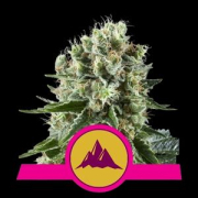 Critical Kush cannabis plants in bloom, grown from Feminised seeds – ideal for home cultivation from Royal Queen Seeds