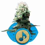 Dance World cannabis plants in bloom, grown from Feminized seeds – ideal for home cultivation from Royal Queen Seeds
