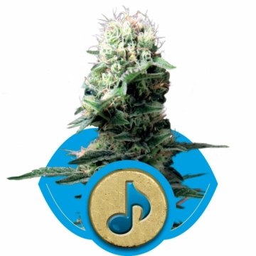 Dance World cannabis plants in bloom, grown from Feminized seeds – ideal for home cultivation from Royal Queen Seeds