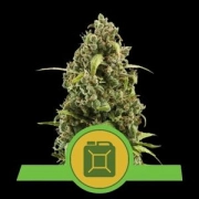 Diesel Auto cannabis plants in bloom, grown from Automatic seeds – ideal for home cultivation from Royal Queen Seeds