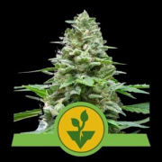 Easy Bud Auto cannabis plants in bloom, grown from Automatic seeds – ideal for home cultivation from Royal Queen Seeds