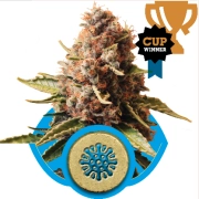Euphoria CBD cannabis plants in bloom, grown from Feminized seeds – ideal for home cultivation from Royal Queen Seeds