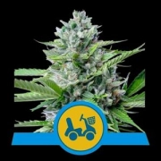 Fast Eddy Auto cannabis plants in bloom, grown from Automatic seeds – ideal for home cultivation from Royal Queen Seeds
