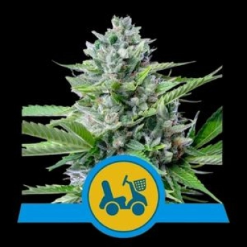 Fast Eddy Auto cannabis plants in bloom, grown from Automatic seeds – ideal for home cultivation from Royal Queen Seeds