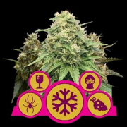 Feminisiert Mix cannabis plants in bloom, grown from Feminised seeds – ideal for home cultivation from Royal Queen Seeds