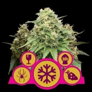 Feminisiert Mix cannabis plants in bloom, grown from Feminized seeds – ideal for home cultivation from Royal Queen Seeds