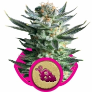 Fruit Spirit cannabis plants in bloom, grown from Feminized seeds – ideal for home cultivation from Royal Queen Seeds