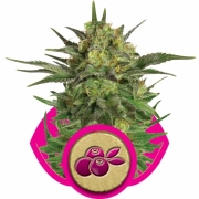 Haze Berry cannabis plants in bloom, grown from Feminized seeds – ideal for home cultivation from Royal Queen Seeds