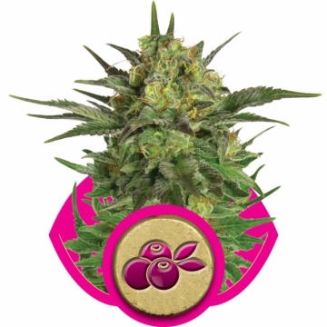 Haze Berry cannabis plants in bloom, grown from Feminized seeds – ideal for home cultivation from Royal Queen Seeds