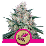 Honey Cream Fast Version cannabis plants in bloom, grown from Feminised seeds – ideal for home cultivation from Royal Queen Seeds