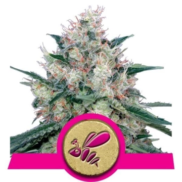 Honey Cream Fast Version cannabis plants in bloom, grown from Feminized seeds – ideal for home cultivation from Royal Queen Seeds