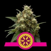 Ice Feminized cannabis plants in bloom, grown from Feminized seeds – ideal for home cultivation from Royal Queen Seeds