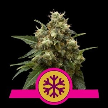 Ice Feminized cannabis plants in bloom, grown from Feminized seeds – ideal for home cultivation from Royal Queen Seeds