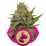 Kali Dog cannabis plants in bloom, grown from Feminised seeds – ideal for home cultivation from Royal Queen Seeds