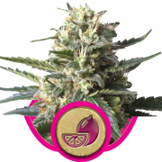 Lemon Shining Silver Haze cannabis plants in bloom, grown from Feminised seeds – ideal for home cultivation from Royal Queen Seeds