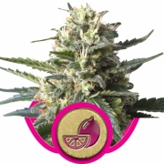 Lemon Shining Silver Haze cannabis plants in bloom, grown from Feminized seeds – ideal for home cultivation from Royal Queen Seeds