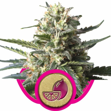 Lemon Shining Silver Haze