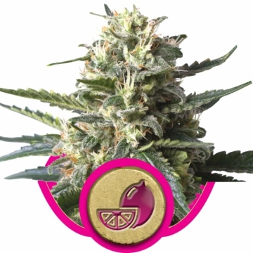 Lemon Shining Silver Haze cannabis plants in bloom, grown from Feminized seeds – ideal for home cultivation from Royal Queen Seeds