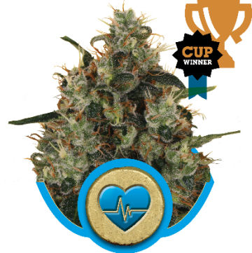 Medical Mass CBD