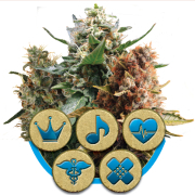 Mix CBD cannabis plants in bloom, grown from Feminised seeds – ideal for home cultivation from Royal Queen Seeds