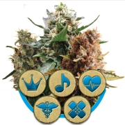Mix CBD cannabis plants in bloom, grown from Feminized seeds – ideal for home cultivation from Royal Queen Seeds