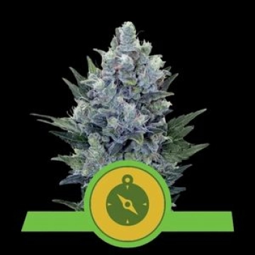 Northern Light Auto cannabis plants in bloom, grown from Automatic seeds – ideal for home cultivation from Royal Queen Seeds