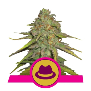 OG Kush cannabis plants in bloom, grown from Feminised seeds – ideal for home cultivation from Royal Queen Seeds