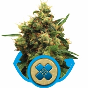 Painkiller XL cannabis plants in bloom, grown from Feminized seeds – ideal for home cultivation from Royal Queen Seeds
